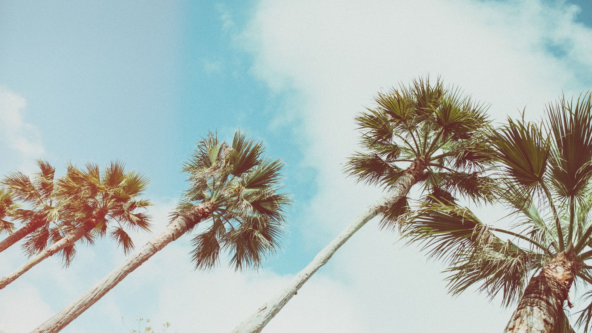 A Palm Tree